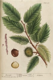 Illustrated are the oblong, toothed leaves, seed pods and edible seeds.   Blackwell pl.330, 1839.