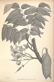 The black and white figure shows leaves, flowers and legume.  Banks and Solander pl.80/1900.
