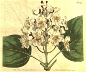 Figured are ovate leaves and upright panicle of white trumpet-shaped flowers.  Curtis's Botanical Magazine t.1094, 1808.