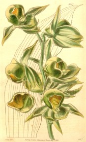 Figured is an outline of the plicate leaf and spike of yellow and green flowers.  t.4017, 1843.