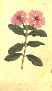 Figured are the glossy leaves and bright pink, salverform flowers.  Curtis's Botanical Magazine t.248, 1793.