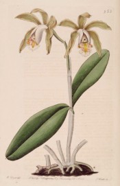 Figured are the leathery leaves and stem-like pseudo bulb bearing yellowish green flowers.  Botanical Register f.953, 1825.