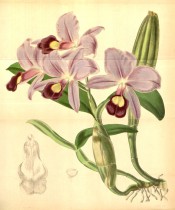 Figured are pseudobulbs, leaves and rose-purple flowers with yellow markings.  Curtis's Botanical Magazine t.4270, 1846.