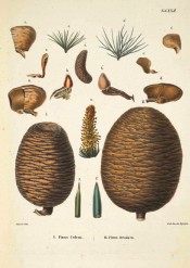 Leaves, cones and seeds of Pinus Deodara are illustrated.  Die Coniferen t.XXII, 1840-42.