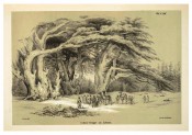 The illustration is an uncoloured lithograph of mature trees in Lebanon.  Die Coniferen p.105, 1840-41.