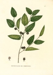 Shown are the coarsely-toothed leaves and blackish-brown ripe fruit.  Saint-Hilaire Arb. pl.43, 1824.