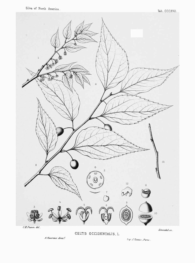 Hortus Camdenensis | Celtis occidentalis L.