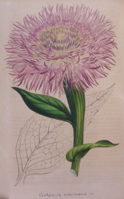 Figured are leaves and a mauve-pink flower with numerous ray florets.  Flore des Serres f.327, 1848.