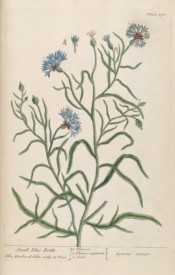 Figured are flowering shoots with pale blue flowers and small purple bracts.  Blackwell pl.270, 1837.
