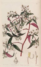 Shown are the lance-shaped leaves and terminal racemes of rosy-pink flowers.  Botanical Register f.20, 1843.