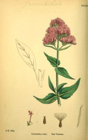 Figured are toothed leaves and dense cyme of rose-coloured flowers.  English Botany pl.DLXIV, 1863-86.