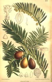 illustrated are leaves, male cones and ripe fruits.  Curtis's Botanical Magazine BM t.8285, 1909.