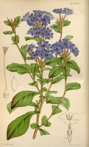 Shown are obovate, wavy-margined leaves and terminal spikes of bright blue flowers.  Curtis's Botanical Magazine t.4487, 1850.