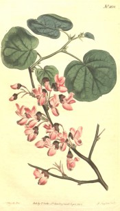 Figured are the heart-shaped leaves and bright pink pea-like flowers.  Curtis's Botanical Magazine t.1138, 1808.