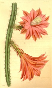 Figured is a cactus with ribbed stems and deep red-pink flowers.  Curtis's Botanical Magazine t.3822, 1840.