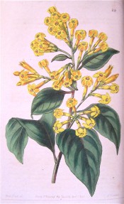 Figured are ovate-lanceolate leaves and terminal panicles of tubular orange flowers.  Botanical Register f.22, 1845.