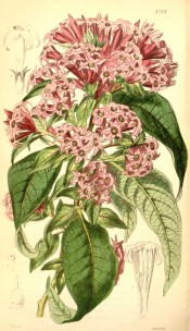 Figured are lanceolate leaves and terminal corymbs of funnel-shaped red flowers.  Curtis' Botanical Magazine t.4201, 1845.