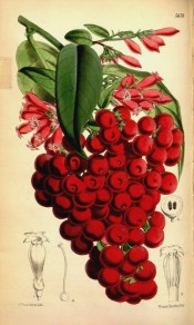 Figured are lanceolate leaves and cymes of tubular red flowers and red berries.  Curtis' Botanical Magazine t.5659, 1867.