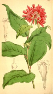 Figured are ovate-lanceolate leaves and terminal cyme of tubular red flowers.  Curtis' Botanical Magazine t.4183, 1845.