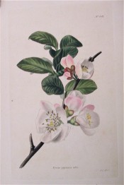 Figured are ovate leaves and single, white, pink-tinged flowers. Loddiges Botanical Cabinet no.541, 1821.