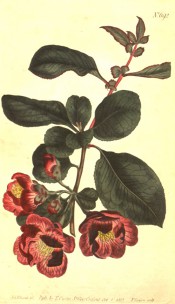 Figured are ovate leaves and single, deep brick red flowers.  Curtis's Botanical Magazine t.692, 1803.