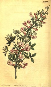 Figured are tri-foliate leaves and upright raceme of lilac pink pea flowers.  Curtis's Botanical Magazine t.1176, 1809.