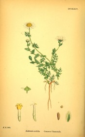 Shown are the roots, stem, feathery leaves and long-stalked daisy-like white flowers.  English Botany fig.DCCXXIV, 1863-86.