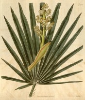 The image shows fan-like frond and flowering stem only.  Curtis's Botanical Magazine t.2152, 1820.