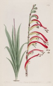 Figured are leaves and a one-sided spike of red and yellow flowers.  Botanical Register f.1159, 1829.
