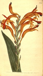 Figured are lance-shaped leaves and one-sided racemes of red or orange flowers.  Curtis's Botanical Magazine t.561, 1802.