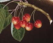 Figured is a fruiting shoot with leaves and heart-shaped red and yellow cherries. Pomona Brittanica pl.11/1812.