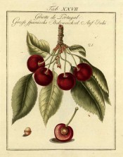 Shown is a fruiting shoot with leaves and 4 large, round, red cherries + sectioned cherry. Pomona Franconica vol.2, t.27, 1801.