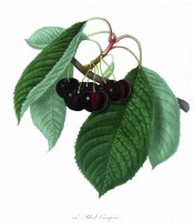 Figured is a fruiting branch with ovate leaves and heart-shaped black cherries. Pomonia Londinensis pl.31, 1818.