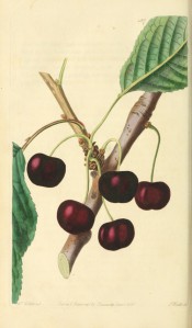 Figured is a fruiting branch with ovate leaves and round deep red cherries. Pomological Magazine t.127, 1830.