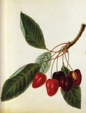 Figured is a fruiting shoot with leaves and elongated, heart-shaped red cherries. Pomona Brittanica pl.9/1812.