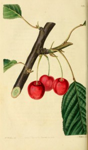 Figured is a fruiting branch with ovate leaves and round pale red cherries. Pomological Magazine t.138, 1830.
