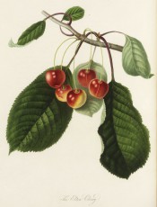Figured is a fruiting branch with ovate leaves and round yellow cherries flushed red. Pomonia Londinensis pl.7, 1818.
