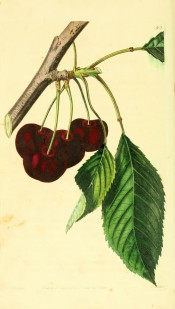 Figured is a fruiting branch with ovate leaves and round deep red, almost black cherries. Pomological Magazine t.93, 1829.