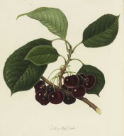 Figured is a fruiting shoot with leaves and almost black round cherries. Pomona Londinensis vol.1, pl.28/1818.
