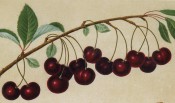 Figured is a fruiting branch with ovate leaves and numerous deep red cherries. Pomona Britannica pl.13, 1812.