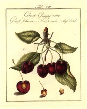 Shown is a fruiting shoot with leaves, 4 large, heart-shaped, red cherries + a section. Pomona Franconica vol.2, t.8, 1801.