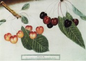 2 cherries are shown, both heart-shaped, one amber coloured the other red to almost black. Pomona Brittanica pl.7, 1812.