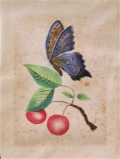 The illustration is a water colour of red cherries with blue butterfly, painted in the Camden district in the 19th century.