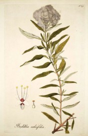 Figured is a branch with opposite lance-shaped leaves and terminal panicle of small white flowers.  Jacquin Sch. pl.29, 1797-04.