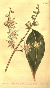 Illustrated are the lance-shaped leaves and pendant sulphur-yellow flowers.  Curtis's Botanical Magazine t.466, 1800.