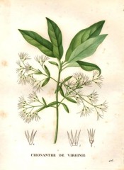 The image shows glossy leaves and small, starry white flowers.  Saint-Hilaire pl.416, 1832.