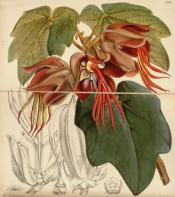 Figured are large lobed leaves and red flowers with very prominent hand-like stamens.  Curtis's Botanical Magazine t.5135, 1859.