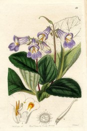 The image depicts a plant with deep green leaves and mauve flowers.  Botanical Register f.59, 1844.