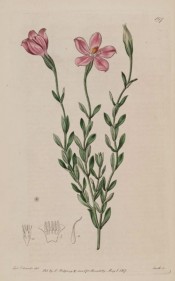 Illustrated are the lance-shaped leaves and purplish-red salverform flowers.  Botanical Register  f.197, 1817.