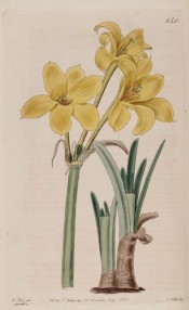 Shown are the linear leaves and three golden yellow trumpet-shaped flowers.  Botanical Register f.640, 1822.